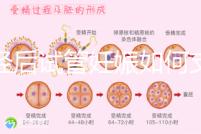 絕經后試管妊娠如何支持黃體戳，醫生：掌握時間很重要