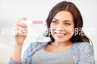 卵母細(xì)胞、卵子、卵泡區(qū)別大，備孕別再傻傻分不清