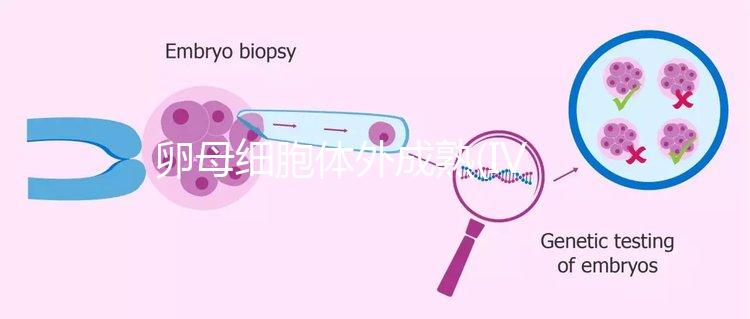 卵母細(xì)胞體外成熟(IVM)科普，不熟卵子未完的緣分