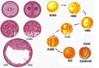 卵泡破裂后多久排卵?要想受孕更容易,這個(gè)時(shí)間別錯(cuò)過!