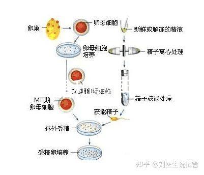 十月結晶和曼熙嬰兒浴盆誰好還不造，怎么換電池這篇文章說清楚