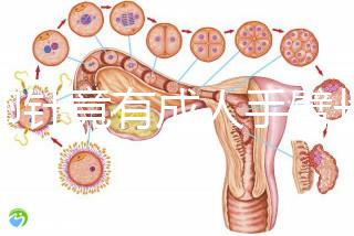 取卵針竟有成人手臂長(zhǎng)短!沒(méi)那么夸張,6種型號(hào)規(guī)格不同