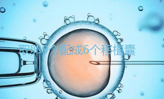取卵9個配成6個移植囊胚成功率不高？專家：做三代試管夠了