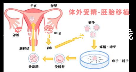 在深圳做試管嬰兒多少錢一次？各大醫(yī)院成功率及費(fèi)用看這里