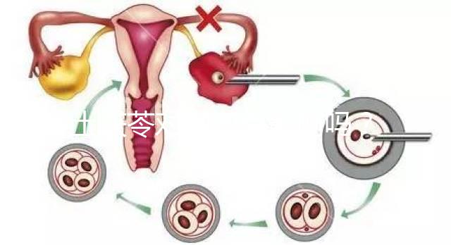 土茯苓對卵泡有影響嗎？可以調經分析嗎？看完就清楚了