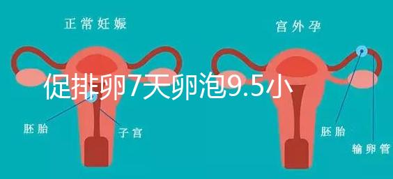 促排卵7天卵泡9.5小不難說，短方案至少長到這個數字
