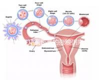 促進兒童長高的雜糧粥來了,世界公認最快長個早餐快安排