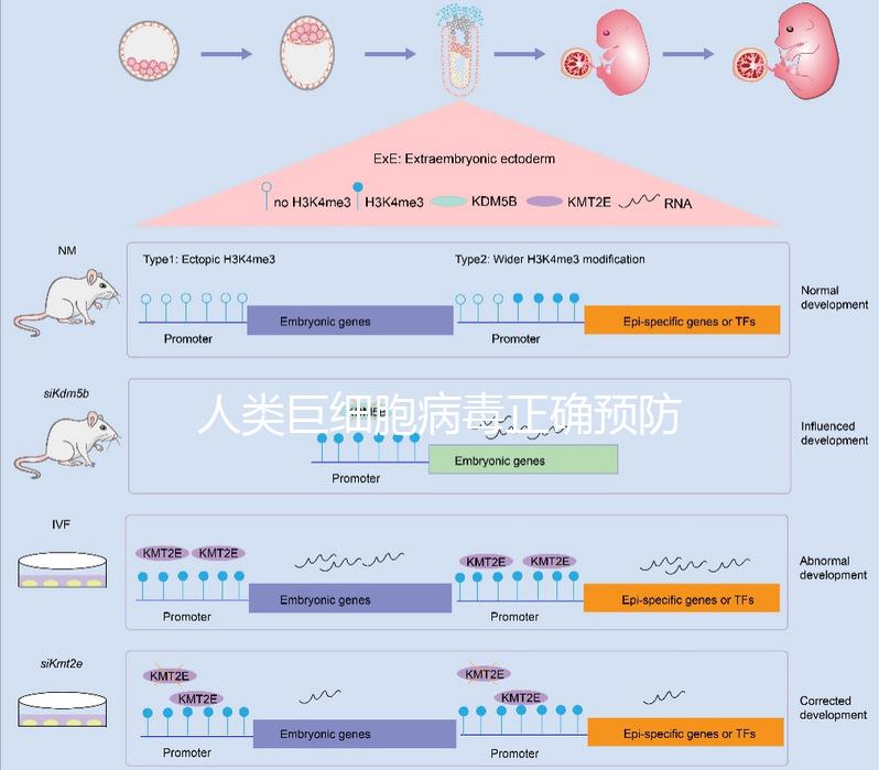 人類巨細胞病毒正確預(yù)防措施,10個月懷孕生子不是夢