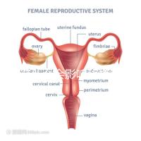 不造什么會(huì)影響移植窗口期的結(jié)果戳,時(shí)間不對(duì)著床懸乎