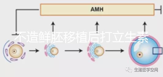不造鮮胚移植后打立生素有無影響戳，過量小心不著床