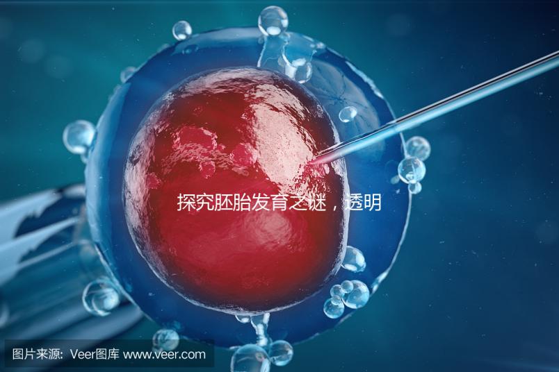 探究胚胎發(fā)育之謎，透明帶出現(xiàn)和消失時(shí)間有規(guī)律