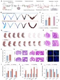 探析5個(gè)胚胎養(yǎng)囊的成功率,沒(méi)有成功這4點(diǎn)是主要影響因素