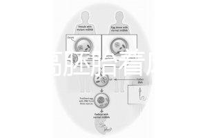 怎么提高胚胎著床率?答案是PGT加上第三代試管(PGD/PGS)