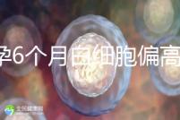 懷孕6個(gè)月白細(xì)胞偏高怎么辦?據(jù)說大多都無需刻意治療