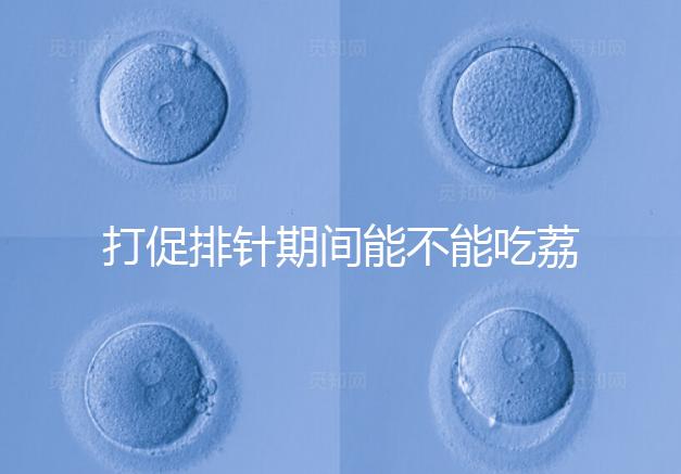 打促排針期間能不能吃荔枝看月份，想促進卵泡發育別亂食用