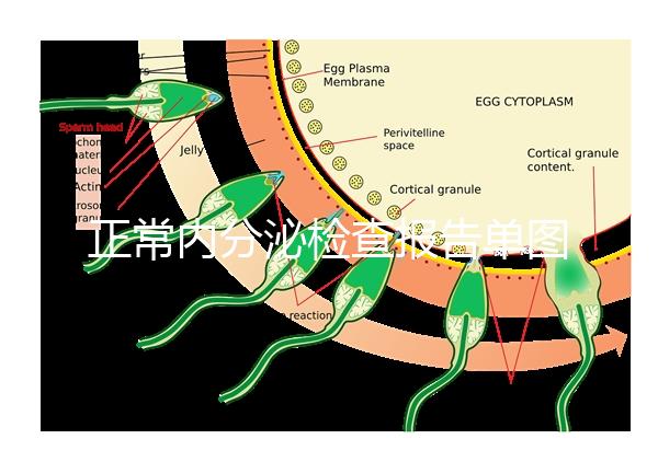 正常內分泌檢查報告單圖片大全，一分鐘弄懂檢測結果怎么看