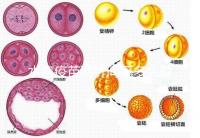 水痘疫苗兩針間隔多久有規(guī)定，第二針什么時候按年齡來算