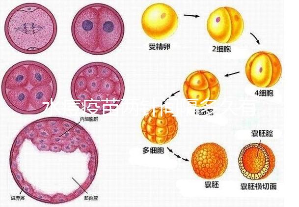 水痘疫苗兩針間隔多久有規(guī)定,第二針什么時(shí)候按年齡來算