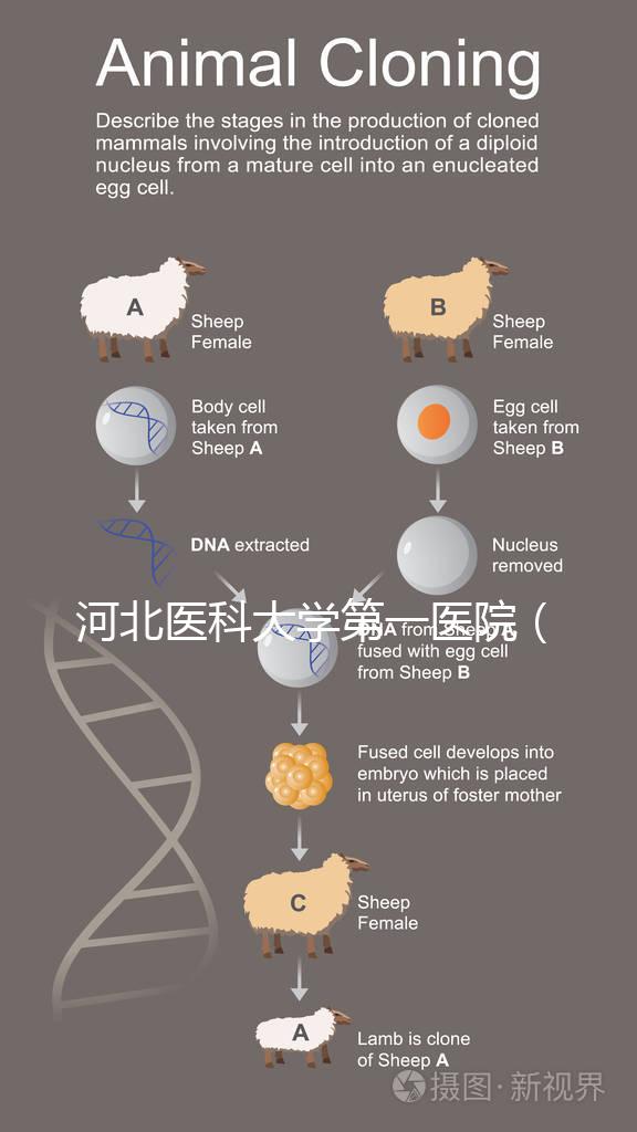 河北醫(yī)科大學(xué)第一醫(yī)院（河北醫(yī)科大學(xué)第一醫(yī)院擅長(zhǎng)什么）