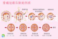 孕中期四維和三維彩超檢查區別真不小，看完便知誰更好