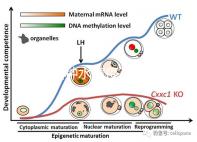 寶寶接種水痘疫苗后≠100%安全，不知道怎么辦看這3點