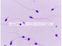 德州正規男科醫院排行榜分享!2024哪個最好一看便知