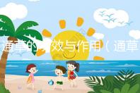 通草的功效與作用(通草的功效與作用主要治什么病)