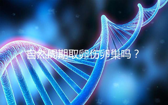 自然周期取卵傷卵巢嗎?對(duì)女性的這3大影響不能忽視