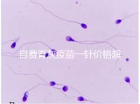 自費脊灰疫苗一針價格超200！與免費糖丸相比各有優缺點