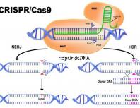 試管移植第39天出血需警惕!3招讓你與流產(chǎn)說(shuō)拜拜