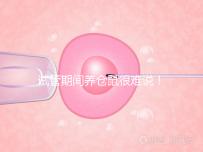 試管期間養(yǎng)倉鼠很難說！先了解對胎兒的影響再決定！