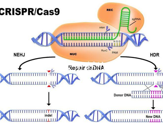 貝因美孕婦奶粉價格介紹,便宜貨網站查詢分真偽