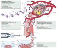 O型血試管流產的概率來了，不知道該怎么辦